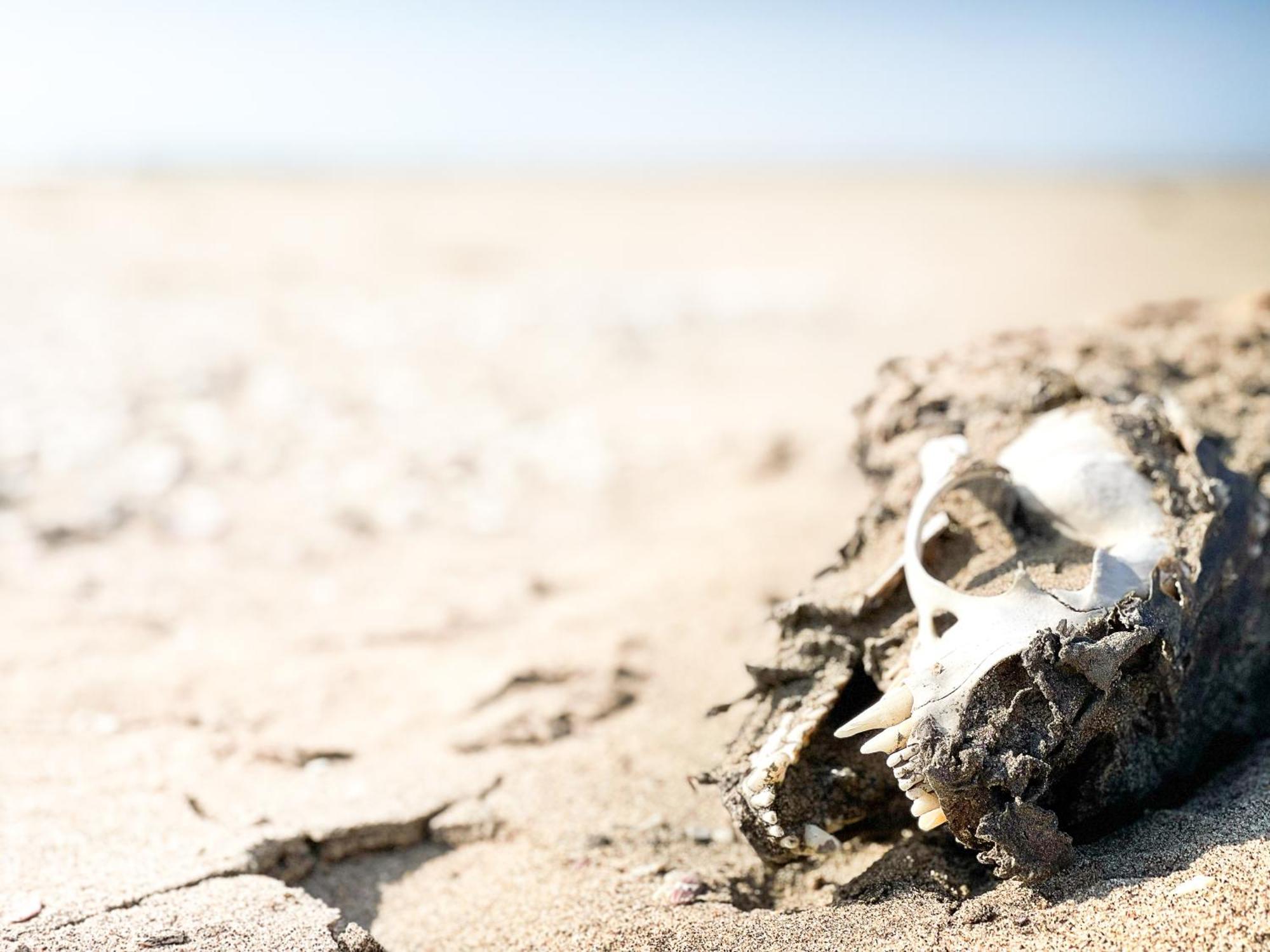 Skeleton Beach Backpackers Swakopmund Luaran gambar